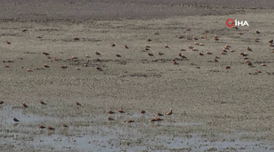 Ankara'nın Kuş Cenneti ziyaretçilerin gözlerini kamaştırıyor - Resim: 6